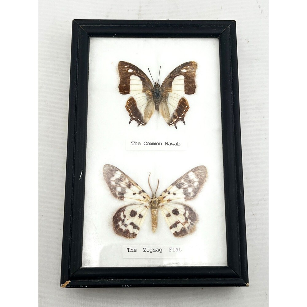 Real Butterfly Wood Framed Insect Taxidermy Display Wall Art Decor Nawab Zigzag